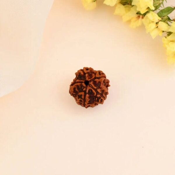 5 Mukhi Nepali Rudraksha
