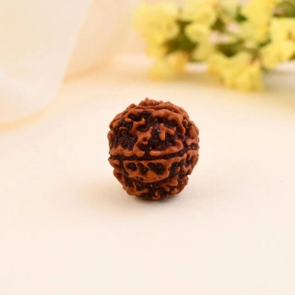 5 Mukhi Nepali Rudraksha - Image 2