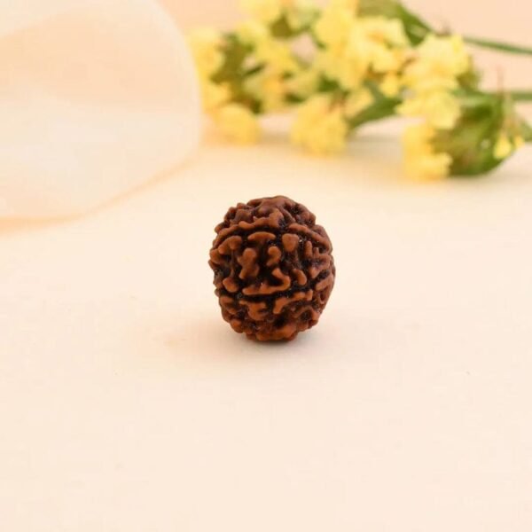 6 Mukhi Rudhraksha - Image 2