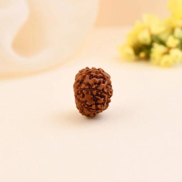 8 Mukhi Rudraksha - Image 2
