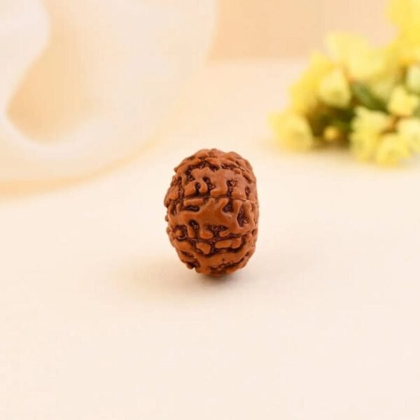 9 Mukhi Rudraksha - Image 2