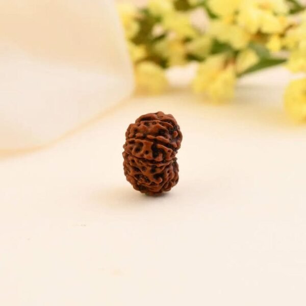 12 Mukhi Rudraksha - Image 2