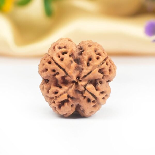 Natural 4 Mukhi Nepali Rudraksha - Image 4