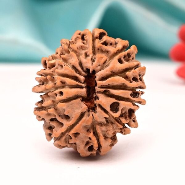 Natural 13 Mukhi Nepali Rudraksha - Image 2