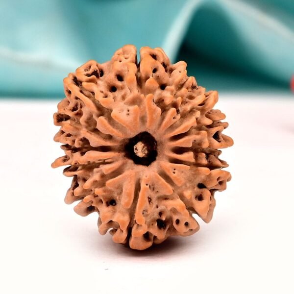 Natural 13 Mukhi Nepali Rudraksha